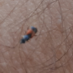 Anthocomus equestris