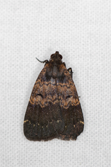 Hydrillodes funestalis