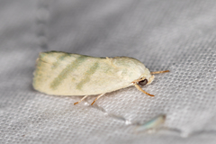 Earias paralella