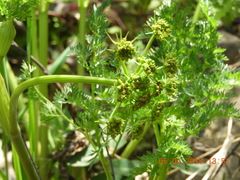 Lomatium dissectum dissectum