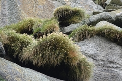 Poa astonii