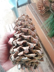 Pinus ayacahuite