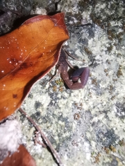 Centruroides sissomi