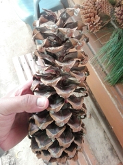 Pinus ayacahuite