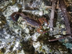 Centruroides sissomi