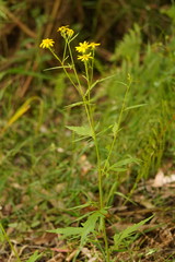 Senecio vagus