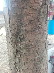 Pinus ayacahuite