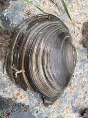 Pyganodon grandis