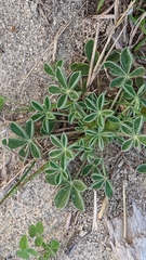 Lupinus subcarnosus