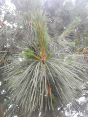 Pinus ayacahuite