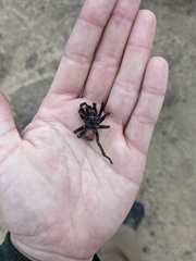 Bothriocyrtum californicum