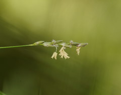 Tetrarrhena juncea