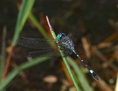 Micrathyria venezuelae