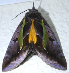 Eudocima iridescens