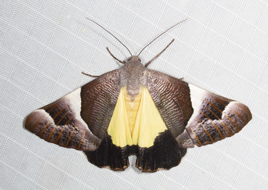 Niceteria
