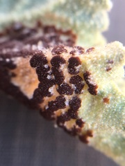 Puccinia malvacearum