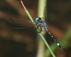 Micrathyria venezuelae