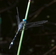 Micrathyria venezuelae