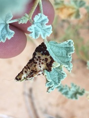 Puccinia malvacearum