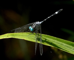 Micrathyria venezuelae