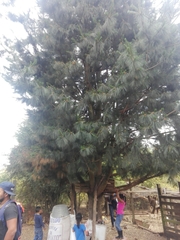 Pinus ayacahuite