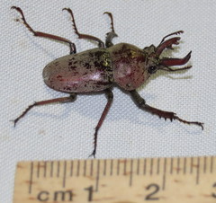 Cacostomus squamosus