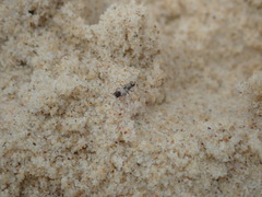 Apotropina ornatipennis