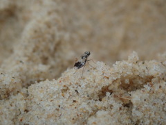 Apotropina ornatipennis