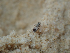 Apotropina ornatipennis