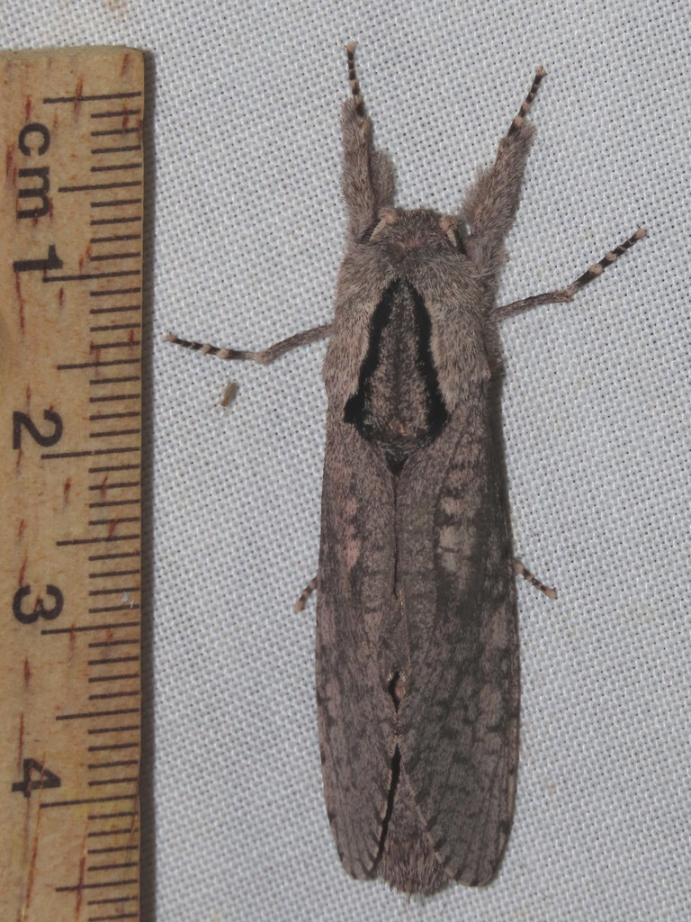 Endoxyla methychroa