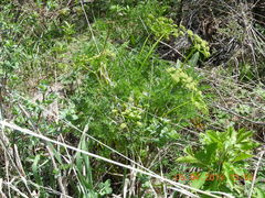 Lomatium dissectum dissectum