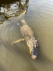 Alligator