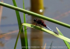 Erythrodiplax abjecta