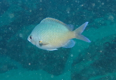 Chromis ovalis