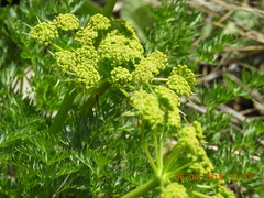 Lomatium dissectum dissectum