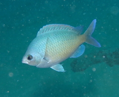 Chromis ovalis