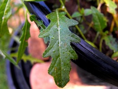 Solanum stenopterum