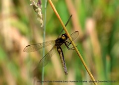 Erythrodiplax abjecta