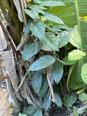 Thunbergia laurifolia