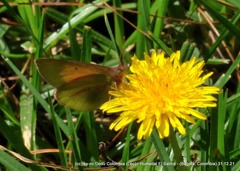 Colias dimera