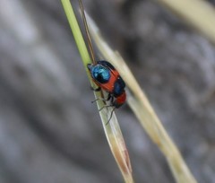 Dicranolaius cinctus