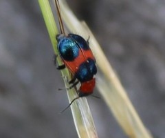 Dicranolaius cinctus