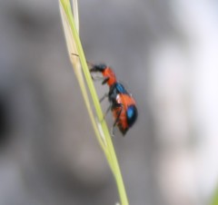 Dicranolaius cinctus