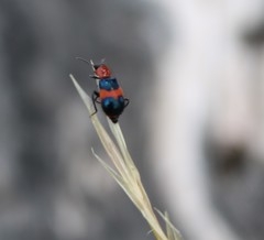 Dicranolaius cinctus