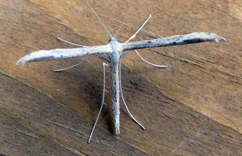 Yarrow Leaf Plume Moth