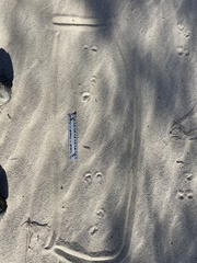 Xerospermophilus tereticaudus