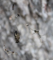 Myopsalta mackinlayi
