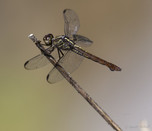 Carmine Skimmer