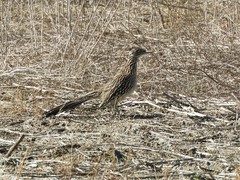 Geococcyx californianus