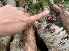 Dicelosternus corallinus